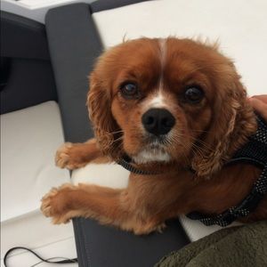 Meet your Posher, Kali